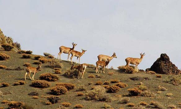 آغاز سرشماری پاییزه حیات‌وحش در پارک ملی و ذخیره‌گاه زیست‌کره گلستان