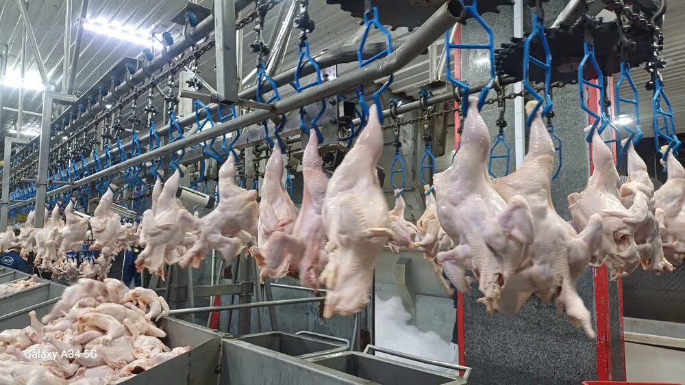 مدیر توسعه بازرگانی جهاد کشاورزی: مازندران 586 تُن گوشت مرغ به پایتخت ارسال کرد