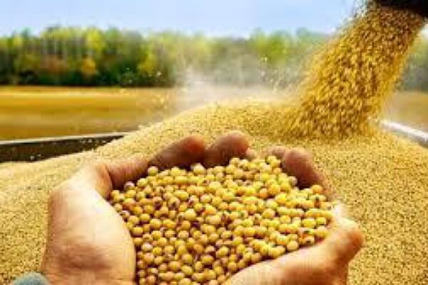 تسویه 100 درصدی بهای سویا در کمتر از 10 روز در گلستان