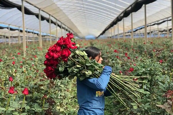 وجود بالغ بر 1500 واحد گلخانه در گیلان/ تولید 3.6 میلیون شاخه گل بریده