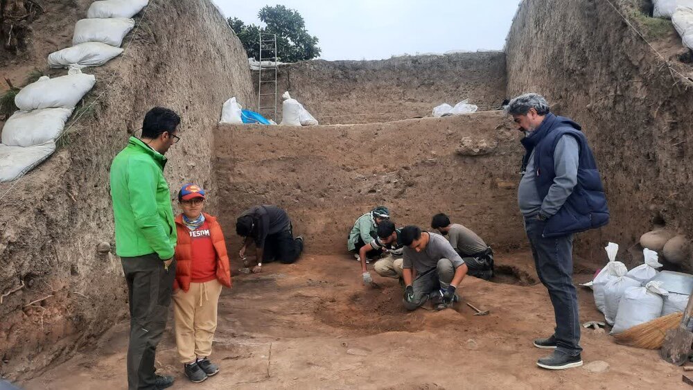 شکفتن دانه برنج 3000 ساله از کاوش لایه‌نگاری محوطه باستانی قلعه‌کِش آمل
