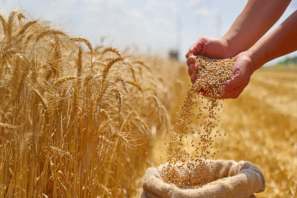 برای نجات تولید گندم تا دی‌ ماه فرصت داریم