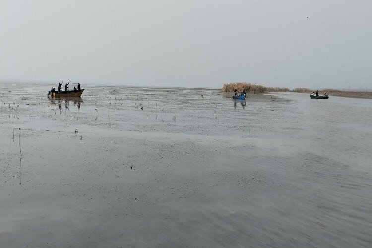 جمع‌آوری نهال‌های صنوبر خودرو در تالاب انزلی