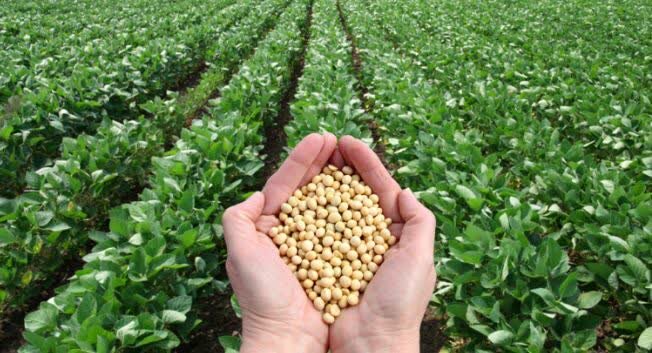 برداشت 920 تن سویا در مزارع ساری/ عملکردی فراتر از انتظار در سال خشکسالی