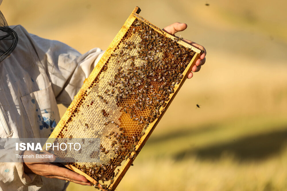 افزایش 21 درصدی تولید عسل در گیلان