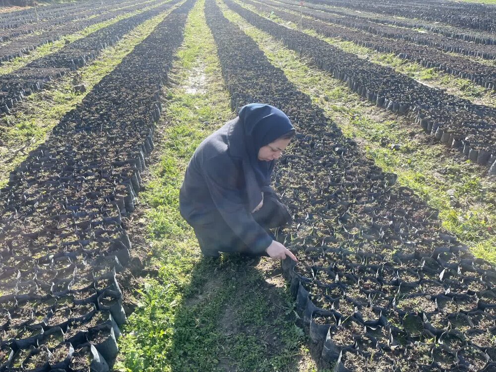 گلستان در مسیر اجرای طرح مردمی کاشت یک میلیارد درخت