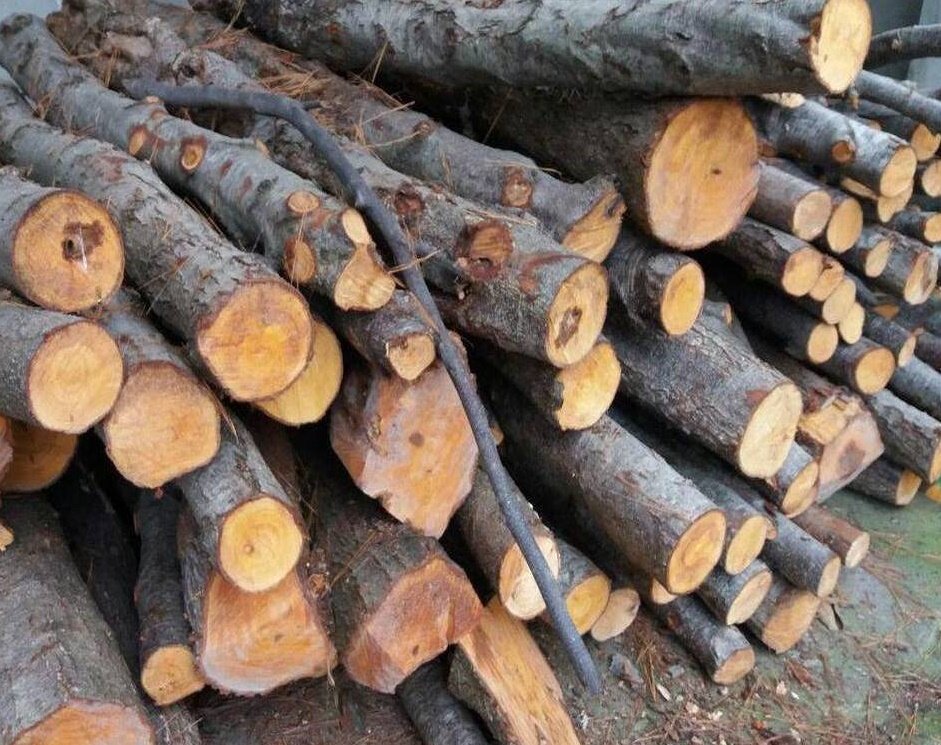 کشف 20 تن چوب جنگلی قاچاق در شهرستان آستارا