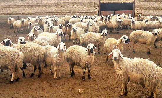ثبت اطلاعات 579 هزار راس دام مازندران در سامانه پهنه‌بندی