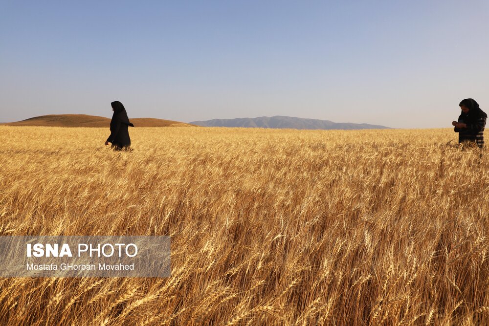 افزایش قابل توجه سطح زیرکشت محصولات زراعی در گلستان