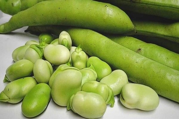 کشت 4000 هکتاری باقلای سبز در مزارع گیلان