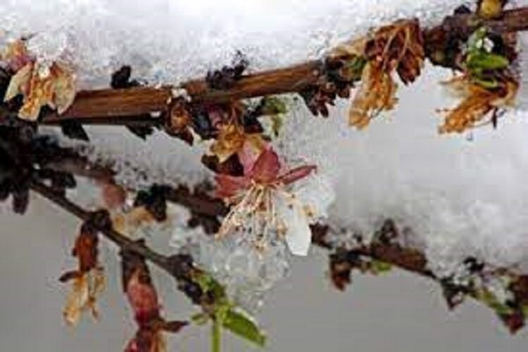 کشاورزان گلستانی چگونه از محصول خود در برابر سرمازدگی محافظت کنند؟
