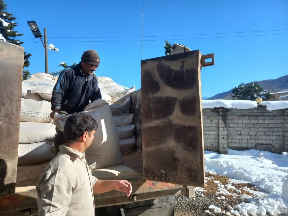 توزیع خوراک دام در مناطق کوهستانی و برف‌گیر مازندران