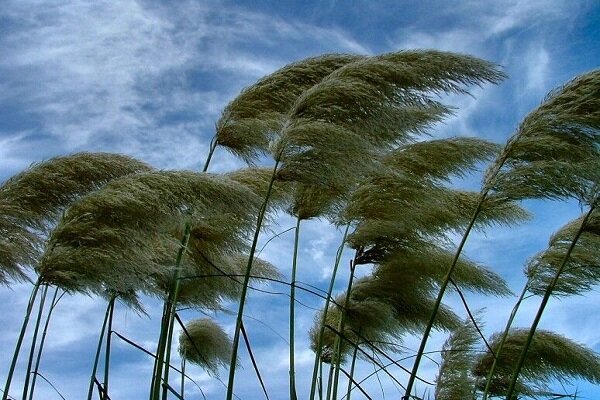 وزش باد گرم در گیلان تا سه شنبه ادامه دارد