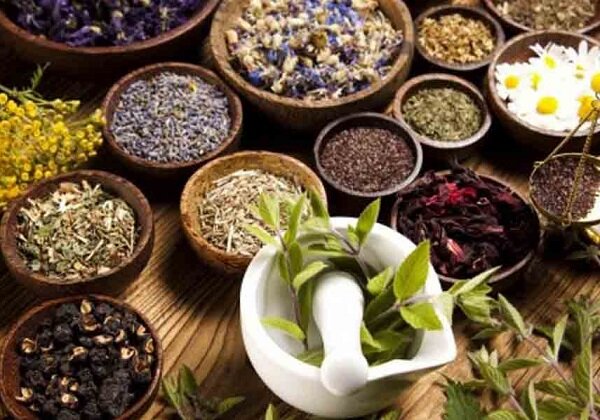 2 هزار گونه گیاهی روبه انقراض/390 هزار گونه قارچ شناسایی شد