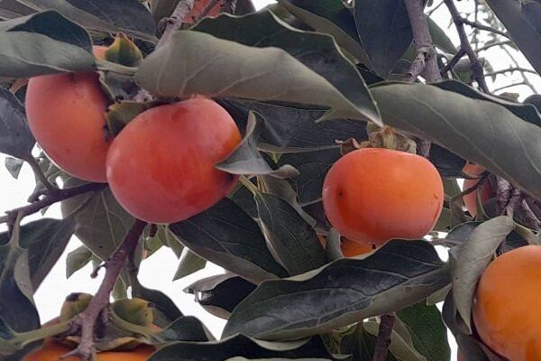 پیش بینی برداشت 2585 تُن خرمالو از باغات استان گیلان