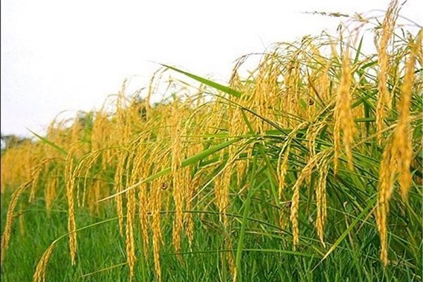 پیش بینی برداشت بیش از 49 هزار تُن راتون از شالیزارهای گیلان