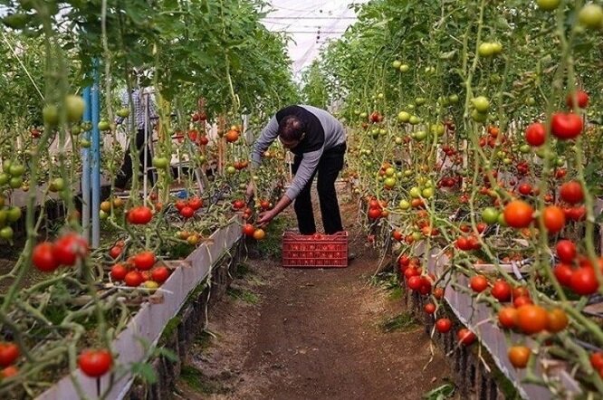 گلستان 149 هکتار گلخانه در حال ساخت و بهره برداری دارد