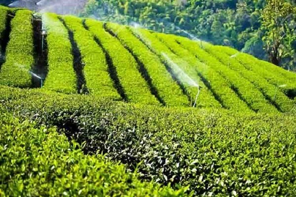 70 درصد چای کشور وارداتی است/ خرید 116 هزار تن برگ سبز