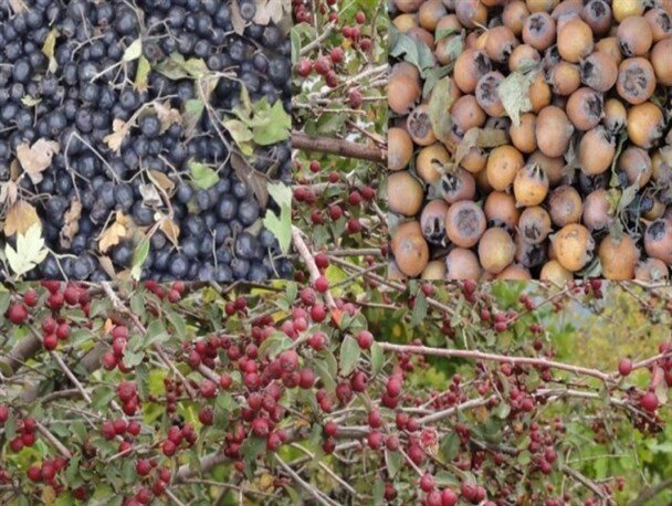 هجمه به جنگل و طبیعت سبب خسارت به اکوسیستم می شود