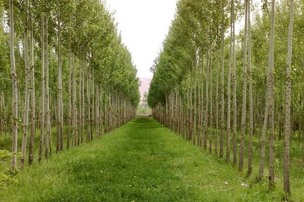 اختصاص 10 هکتار از اراضی سپاه قدس گیلان برای زراعت چوب