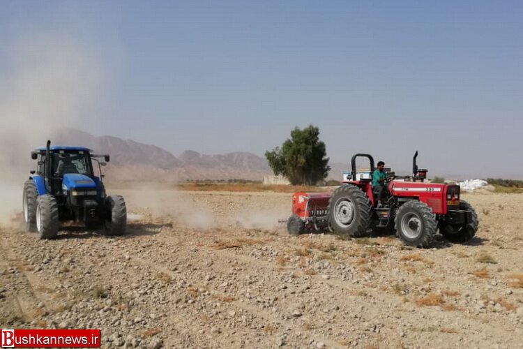 عدم استقبال کشاورزان گلستانی از کشت قراردادی گندم