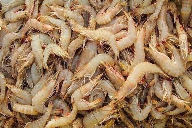 تهیه لارو از جنوب کشور تهدید بهداشتی برای سایت میگوی گمیشان است