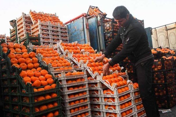 مازندران پرتقال شب عید 14 استان را تامین می کند