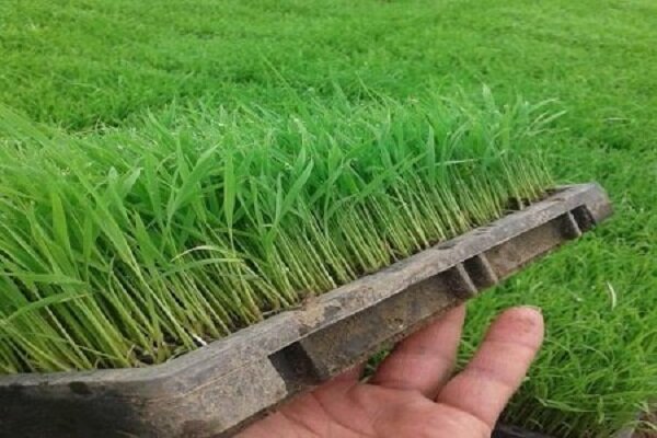 کشاورزی نوین در ابتدای راه قرار دارد