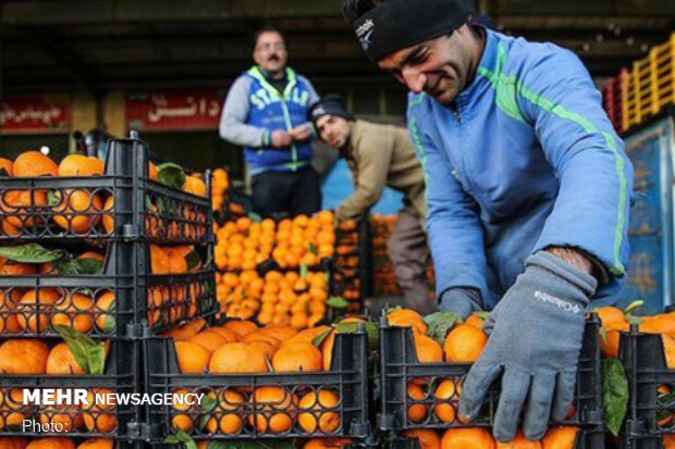 میزان برداشت پرتقال در گلستان به 100 هزار تن خواهد رسید