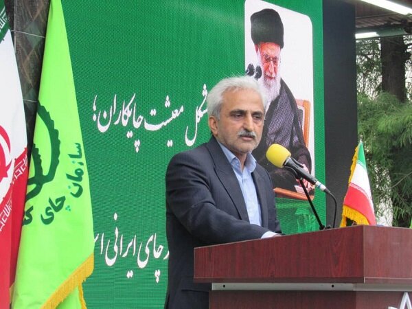 92 درصد از مطالبات چایکاران پرداخت شده است