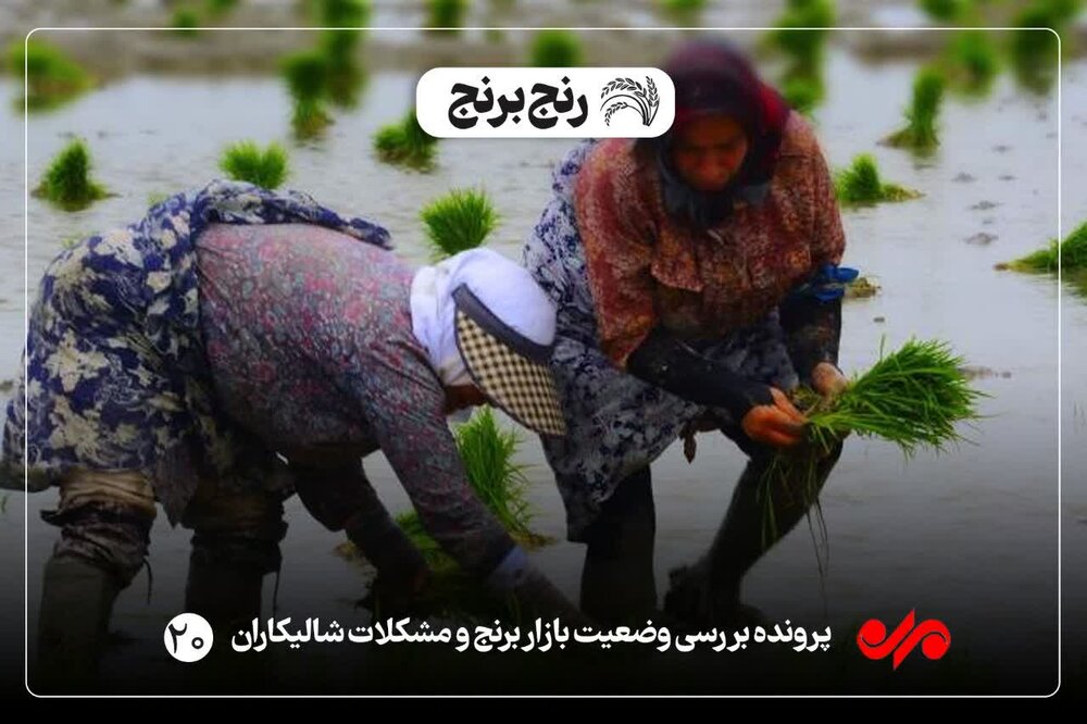شالیکاران چشم انتظار خرید تضمینی برنج