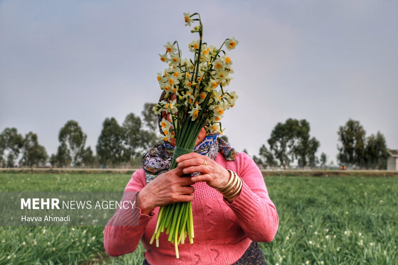 جلوه گری بهاری گل نرگس در دشت های زمستانه مازندران