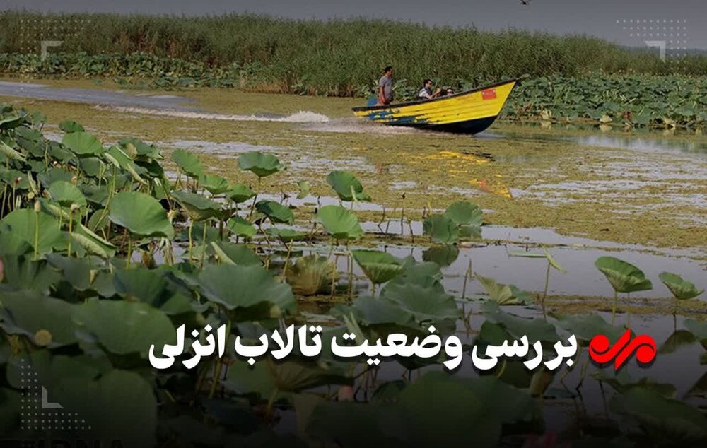 تلاش 5 دهه‌ای احیای تالاب انزلی نتیجه بخش نبوده است