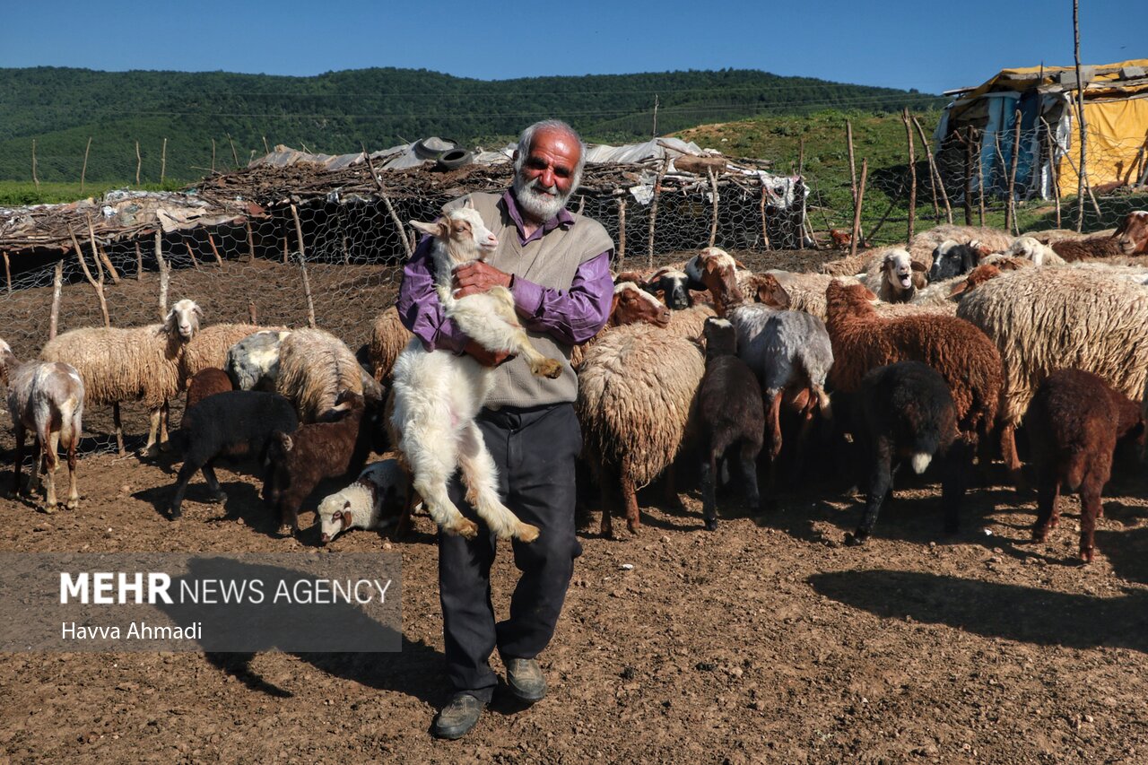 تکریم از 400 گله دار و چوپان عشایر گلستانی