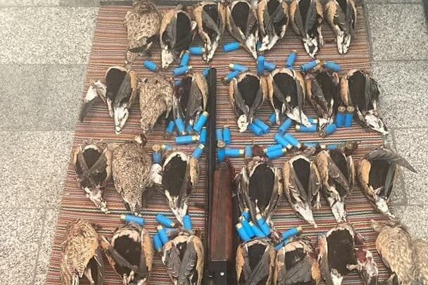 50 قطعه پرنده قاچاق و کمیاب از یک ویلا در میاندورود کشف شد