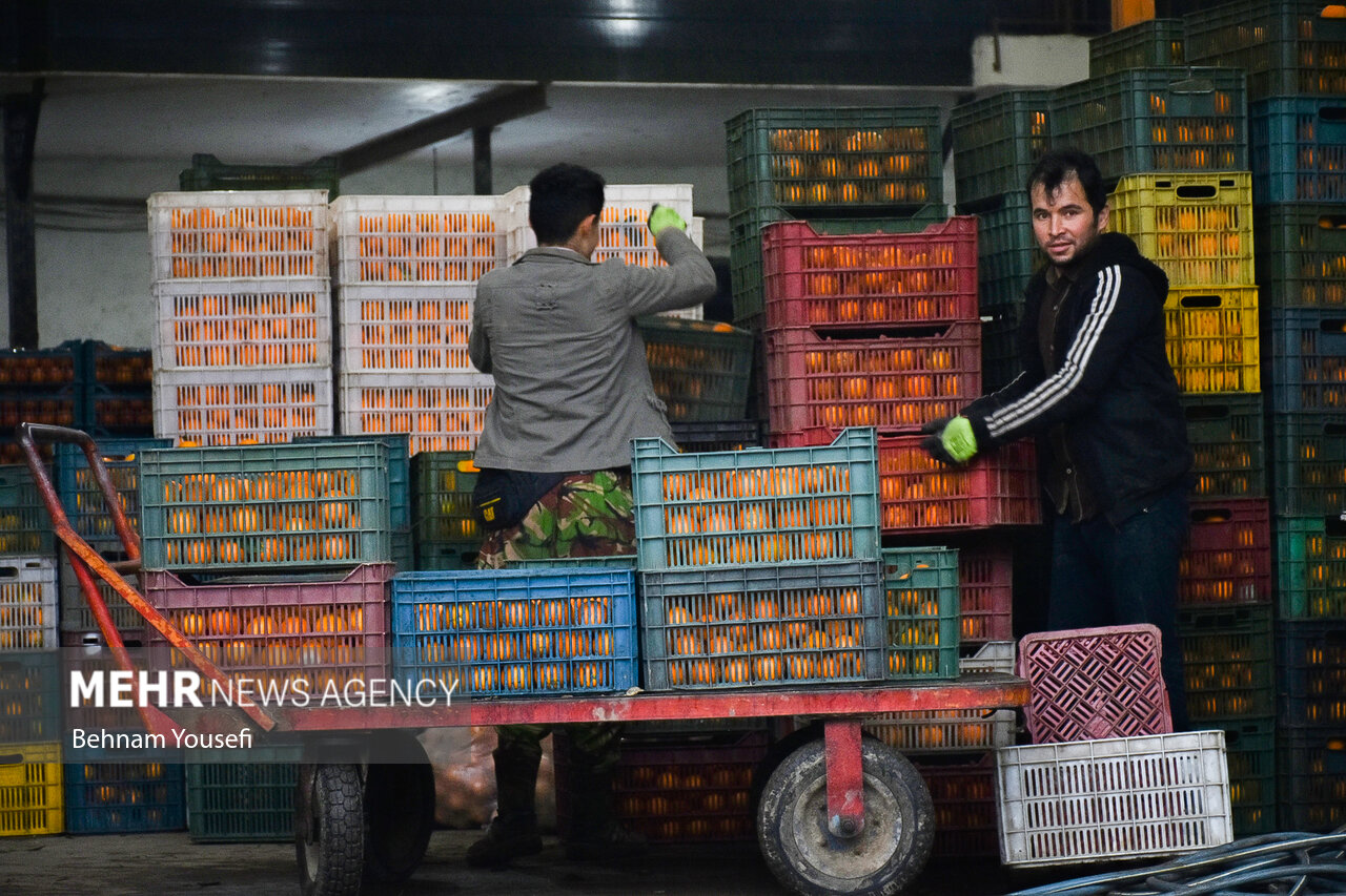 مازندران آمادگی تامین مرکبات شب عید 16 استان را دارد