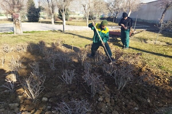 بازکاشت و انتقال 100 اصله درخت باقدمت در گرگان