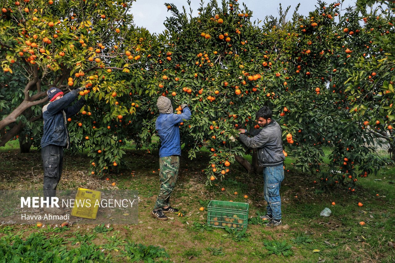 باغداران گلستان در چنبره سرما و دلالان/ خبری از خرید تضمینی نیست