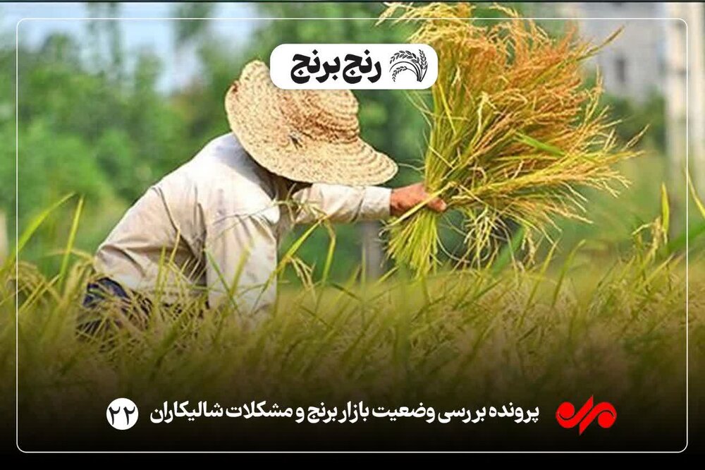 سایه شوم واردات برنج بر اقتصاد و معیشت شالیکاران