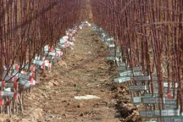 توزیع یک میلیون اصله نهال در غرب مازندران