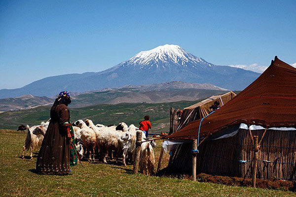 25 درصد گوشت دام سبک را عشایر تولید می کنند