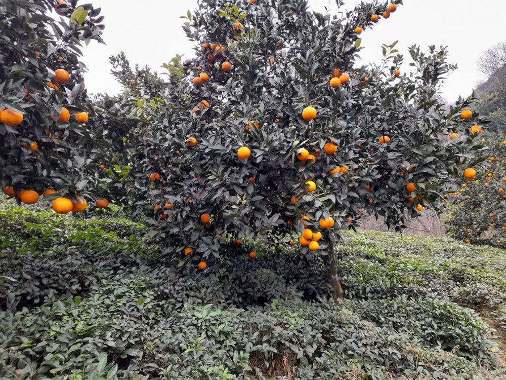 نگرانی باغداران رودسری از نابسامانی بازار مرکبات