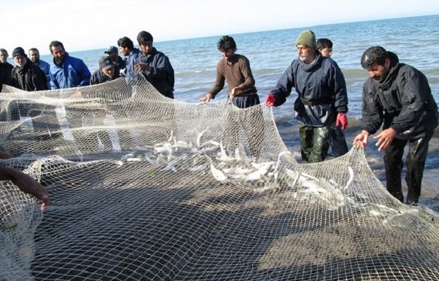 صید 1530 تن ماهیان استخوانی در نوار ساحلی گیلان