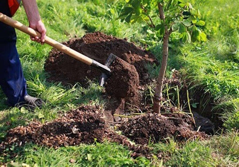 راهداران گلستانی 10 هزار اصله نهال می کارند