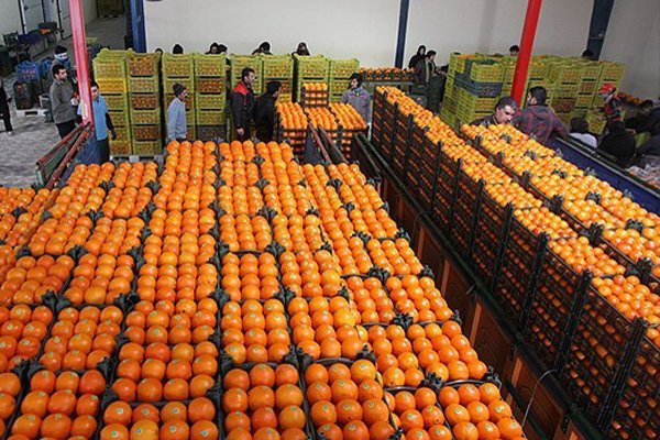 میوه شب عید با قیمت مصوب از 20 اسفند در مازندران توزیع می شود