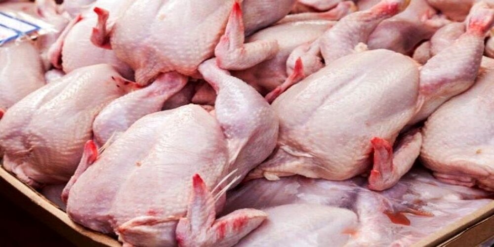370 تن مرغ امروز در مازندران توزیع شد