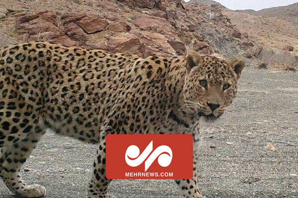 تصاویری از گردش شبانه پلنگ در روستای کیمون بابل