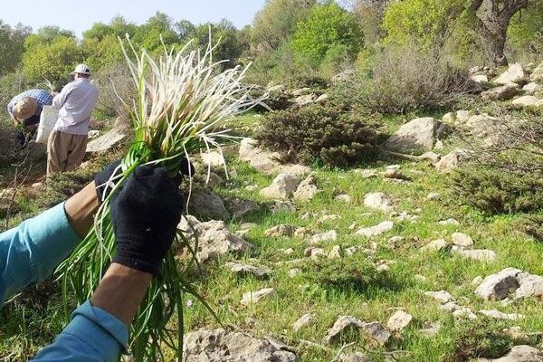 برداشت بی رویه گیاهان کوهی پوشش خاک را از بین می برد