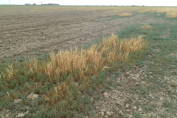خسارت خشکسالی به هزاران هکتار از گندمزارهای گلستان