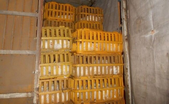 توقیف بیش از 6 تُن مرغ زنده فاقد مجوز در رودبار
